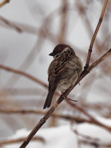 Eurasian tree sparrow