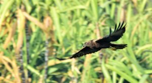 Western Marsh Harrier (Circus aeruginosus)