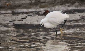 Little Egret 2741.jpg