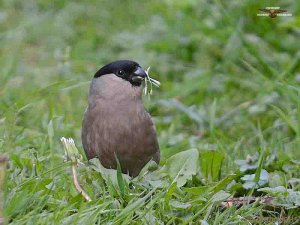 Bullfinch 1836.jpg