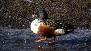 Shoveler