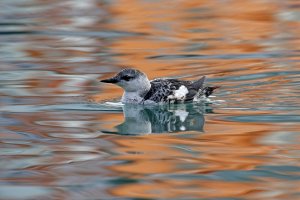 Black Guillemot