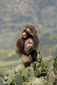 Gelada