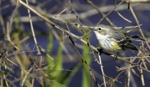 Yellow-rumped Warbler 2, Anahuac-DeNoiseAI-denoise-SharpenAI-sharpen.jpg