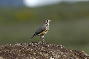 Ethiopian Thrush