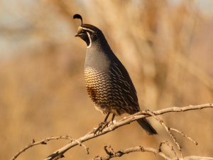 California Valley Quail