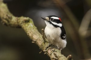 Downy Woodpecker