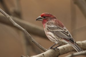 House Finch