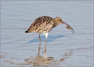 Curlew with crab_2