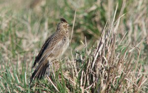 Skylark