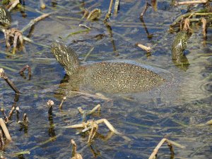 Texas Cooter