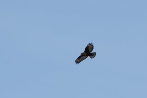 Red-tailed Hawk