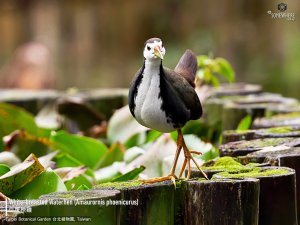 White-breasted Waterhen, Taiwan