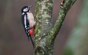 Great Spotted Woodpecker (F)