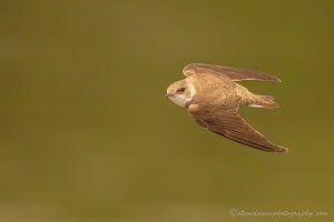 Sand Martin