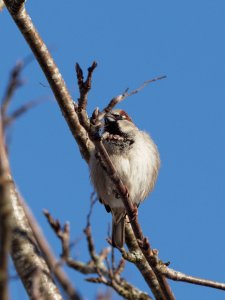 Male house sparrow