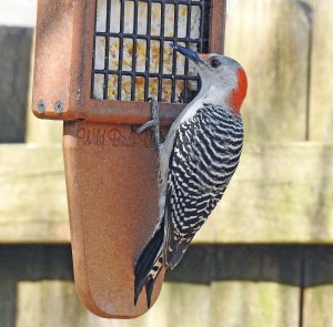 Female Red-bellied Woodpecker..jpg