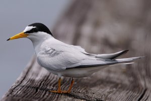 Least tern