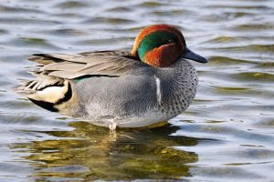 Green-winged teal