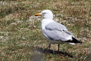 102- Larus argentatus Herring Gull-1 juillet 2012.jpg