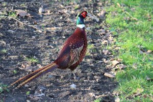 Pheasant