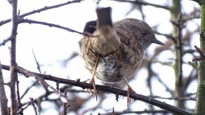 Dunnock