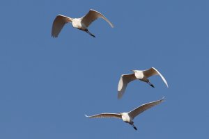 great egrets