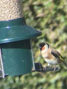 Goldfinch At The Feeder