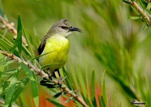 Sunbird