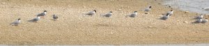 River Terns