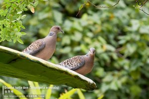 Oriental Turtle Dove, Taiwan