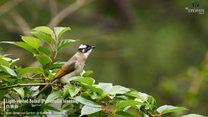 Light-vented Bulbul, Taiwan