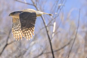 Cooper's hawk_H3.jpg