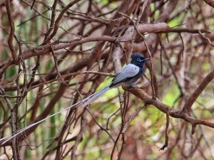 African Paradise Flycatcher (Male, white morph)
