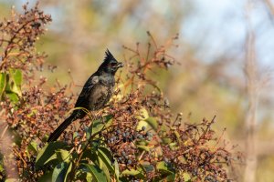 Phainopepla