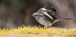 Northern Mockingbird.jpg