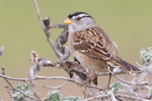 Nuttall's White-crowned Sparrow