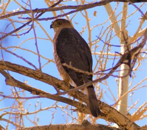 Cooper's Hawk