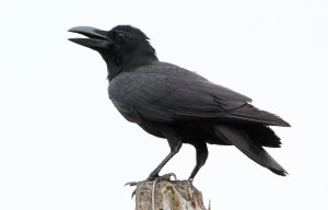 Large billed crow