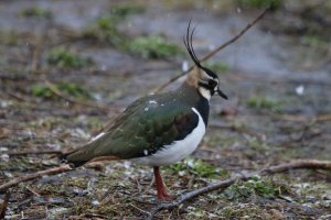 Lapwing in the snow