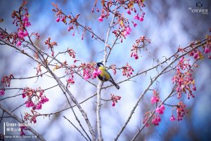 Green-backed tit, Taiwan