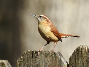 Carolina Wren1.jpg