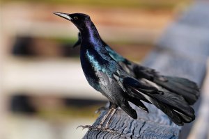 Boat-tailed grackle - Shiny males