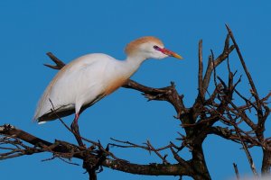 Cattle egret in breeding colors