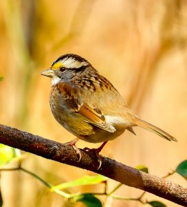 White-throated Sparrow, Waco.jpg