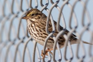 Belding's Savannah Sparrow