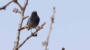 black redstart (adult male)