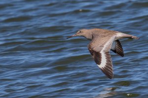 Willet