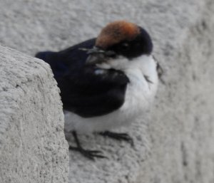 Wire-tailed Swallow