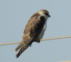 Black-winged Kite